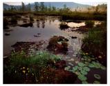 Weller Pond Outlet by Nathan Farb