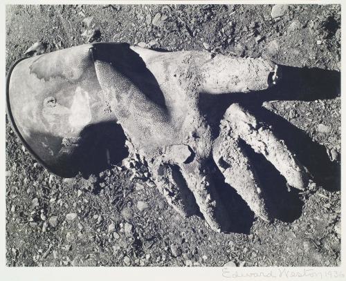 Cement Worker's Glove by Edward Weston