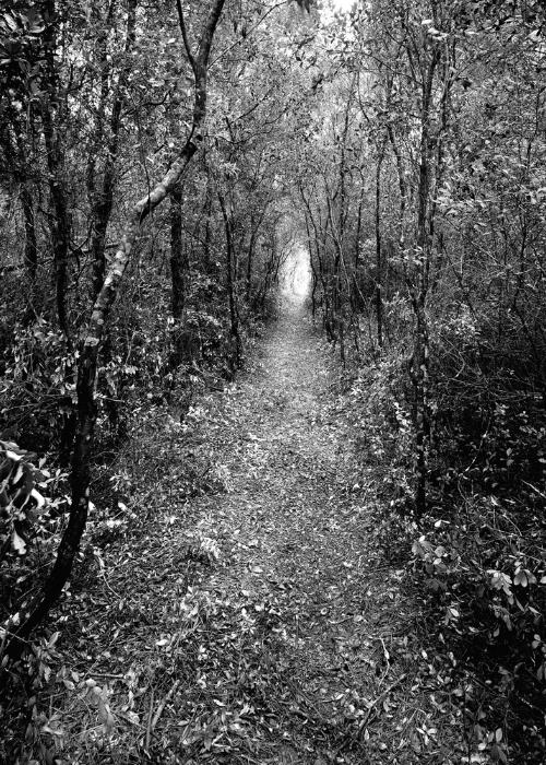 Florida Trail by Clyde Butcher