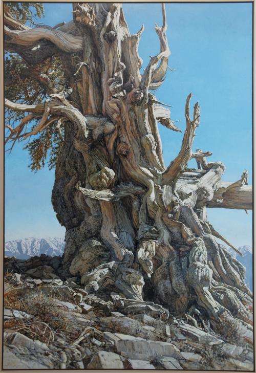 White Mountain Patriarch by Peter Holbrook