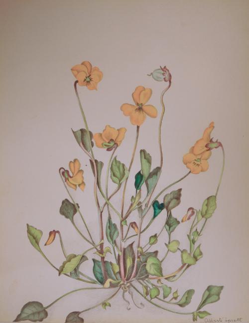 Viola Pedunculata by Alberti Spratt