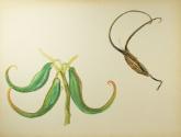 Untitled (Martynia pods, green and dry)