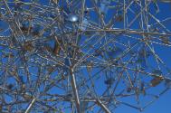 Rodadora Frontera (Border Tumbleweed) by SIMPARCH