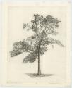 Black Walnut, Summer