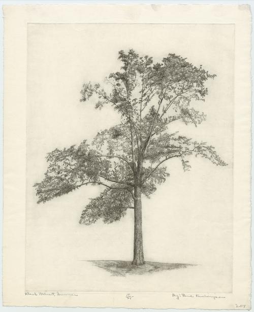 Black Walnut, Summer by Paul Kucharyson