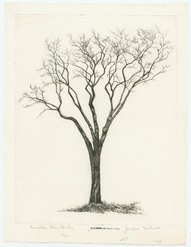 American Elm, Winter 