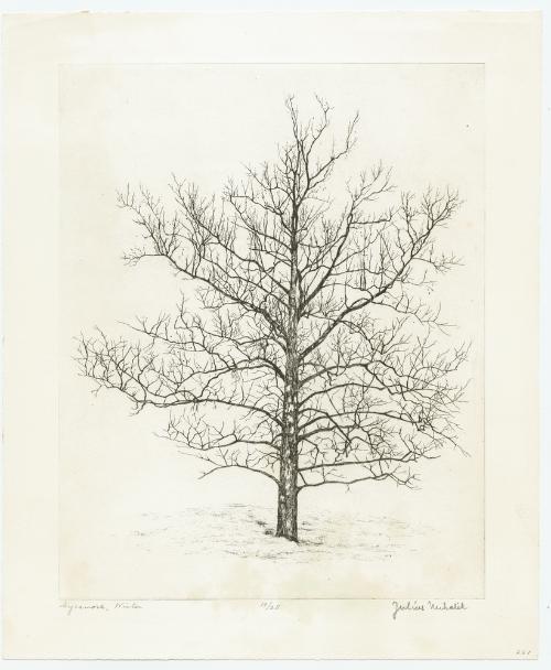 Sycamore, Winter by Julius Mihalik