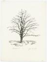 White Oak, Winter