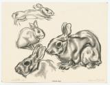 Rabbits