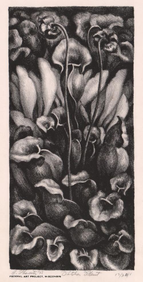 Pitcher Plant by Charles Winstanley Thwaites