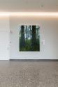 Claire Sherman, Trees and Vines, 2021, 4th Floor, Sylvia H. Rambo U.S. Courthouse, Harrisburg, …