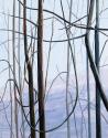 Claire Sherman, Trees and Vines, 2021, 8th Floor, Sylvia H. Rambo U.S. Courthouse, Harrisburg, …