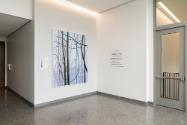 Claire Sherman, Trees and Vines, 2021, 8th Floor, Sylvia H. Rambo U.S. Courthouse, Harrisburg, …